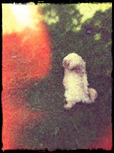 Sunny at the lake house 2011 4