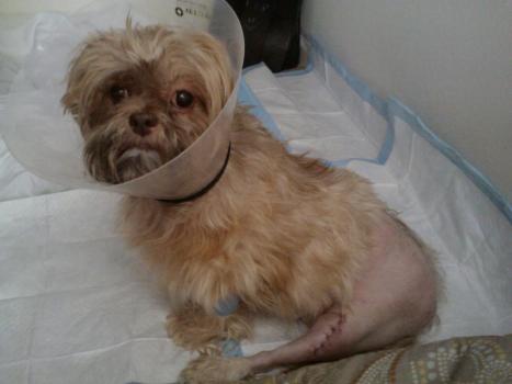 Sunny_tornACL_Feb.18.2012